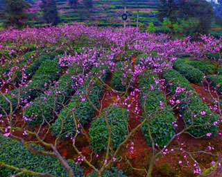 (網(wǎng)路媒體走轉改)春風拂面 到峨眉山高低遠近賞桃花