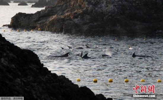 資料圖：當(dāng)?shù)貢r(shí)間2014年1月21日，日本太地“海豚灣”，日本漁民圍捕入網(wǎng)的海豚。 據(jù)報(bào)道，在一年一度的海豚圍捕活動(dòng)中，已有數(shù)百海豚被獵殺。