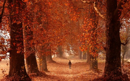 紅葉滿園惹人醉：看秋景瑰艷賞楓葉流丹（圖）