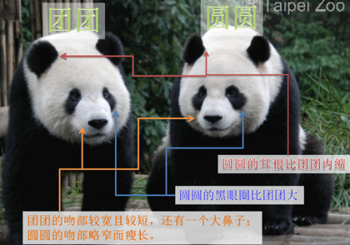 團(tuán)團(tuán)、圓圓在耳根及面部的不同。（圖片及資料來(lái)源：臺(tái)北大貓熊保育網(wǎng)）