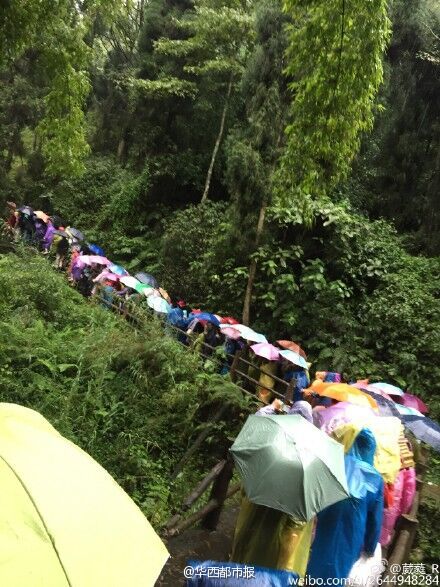 峨眉山景區(qū)樹斷傷人