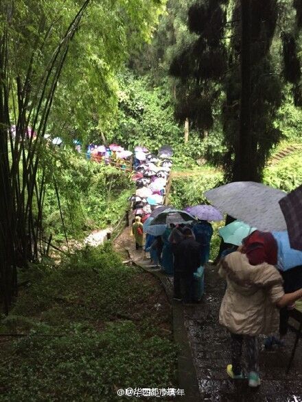 峨眉山景區(qū)樹斷傷人