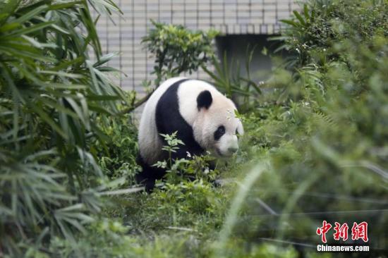 贈臺大熊貓團(tuán)團(tuán)現(xiàn)“鬼剃頭”？ 動物園：沒禿