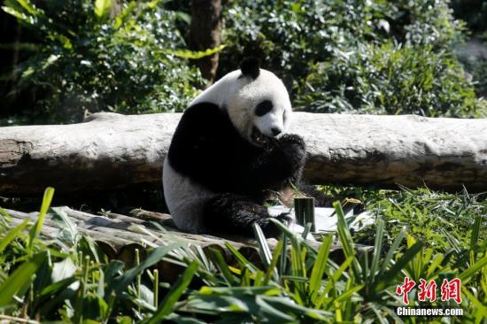 1月28日，臺北市立動物園內，“圓仔”享用冰凍的竹子。據臺灣氣象部門預報，臺北當天最高氣溫預計達27攝氏度。“圓仔”是大陸贈臺大熊貓“團團”“圓圓”的結晶，作為首只在臺出生的大熊貓，2013年7月6日誕生後，它的一舉一動備受外界關注。<a target='_blank' ><p  align=